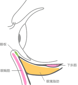 図：眼の構造