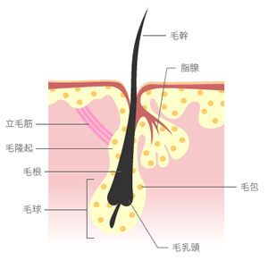 図：毛の構造